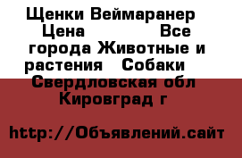 Щенки Веймаранер › Цена ­ 40 000 - Все города Животные и растения » Собаки   . Свердловская обл.,Кировград г.